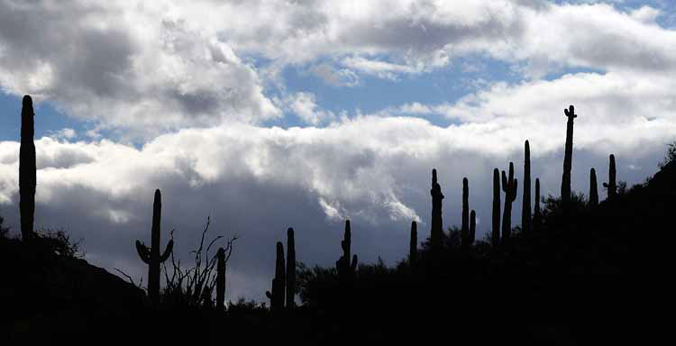saguaro in silhouette